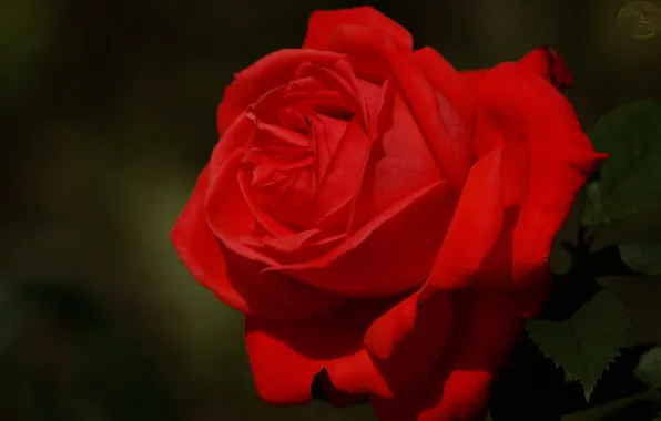 Picture macro, rose, leaves