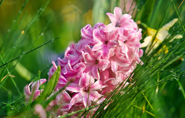 Grass, drops, macro, pink, Hyacinth