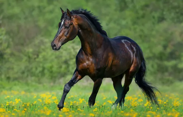 Field, look, flowers, horse, horse, walk, dandelions, chestnut