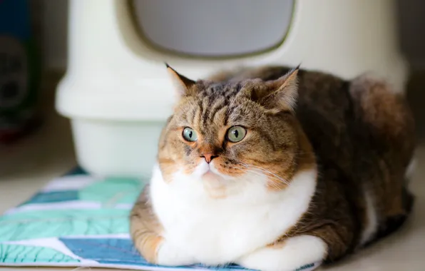 Cat, cat, look, face, pose, Mat, the expression, cat house