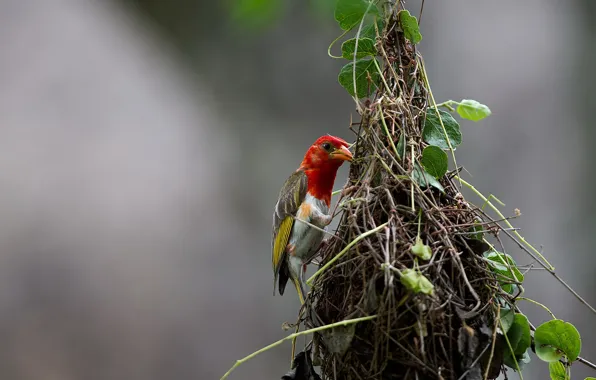 Picture nature, bird, Red malimbus