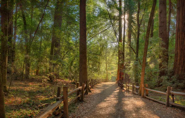 Picture road, forest, the sun, rays, fence