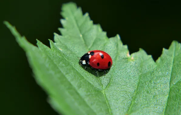 Macro, beetle, insect