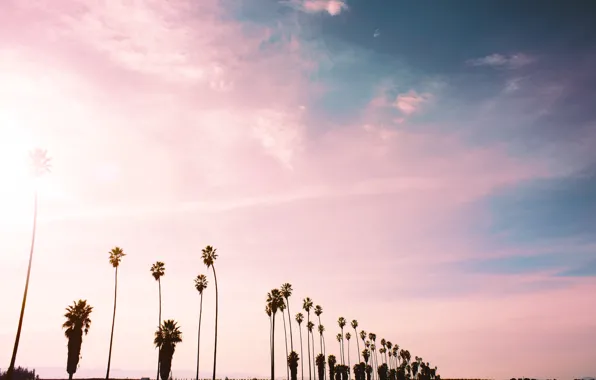 The sky, clouds, palm trees, pink