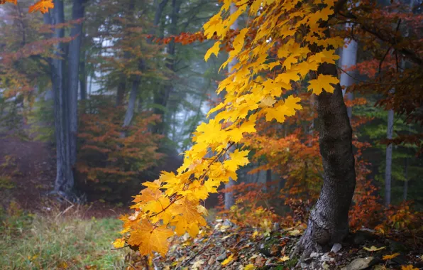 Autumn, forest, leaves, maple, maple, autumn leaves