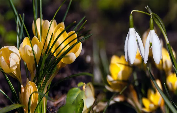 Wallpaper blur, snowdrops, crocuses