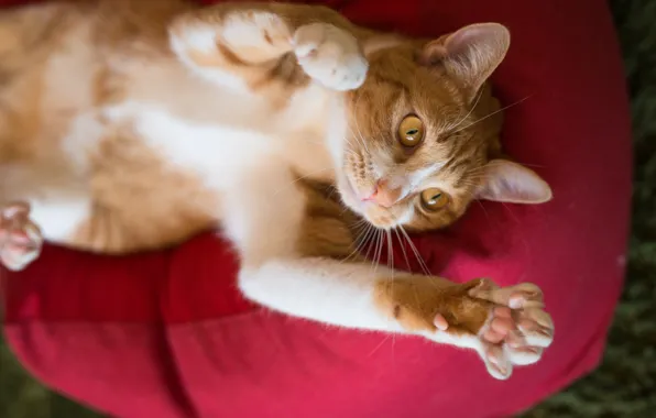 Cat, cat, paws, pillow, kitty, Kota