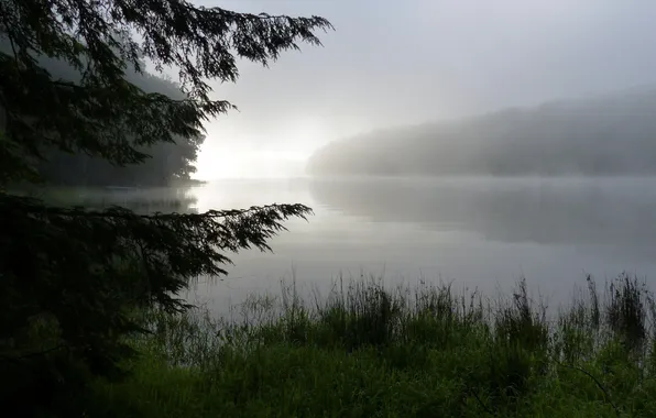 Picture forest, the sky, grass, clouds, trees, landscape, nature, fog