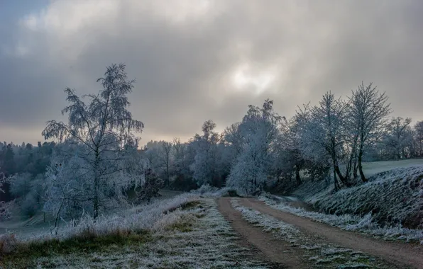 Winter, frost, road, grass, trees, nature, frost