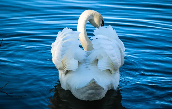 White, water, lake, pond, bird, wings, ruffle, feathers