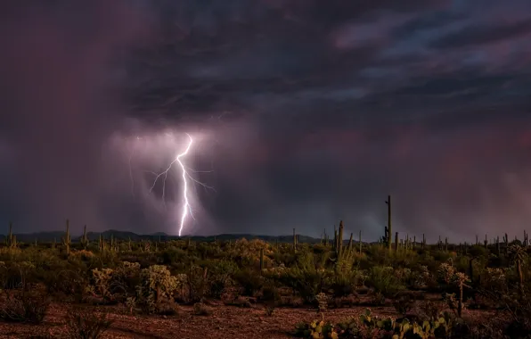 Picture the sky, night, lightning, desert, cacti