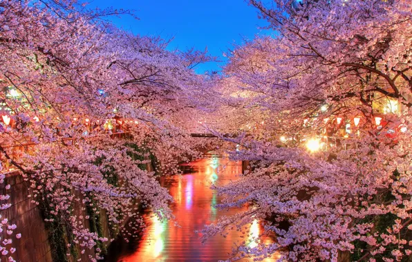 Picture FLOWERS, LIGHT, SPRING, TREES, RIVER, LIGHTS