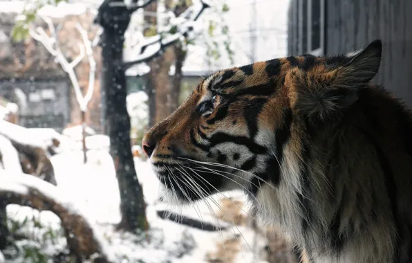 Picture winter, face, snow, tiger, predator, profile, fur, wild cat