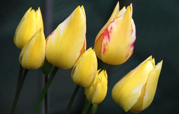 Flowers, the dark background, bouquet, spring, yellow, tulips, buds