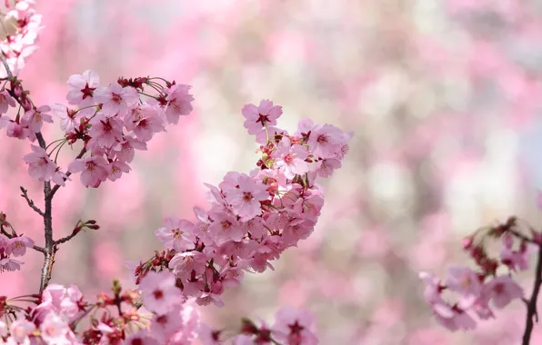 Flowers, branches, background, spring, Sakura, pink, flowering