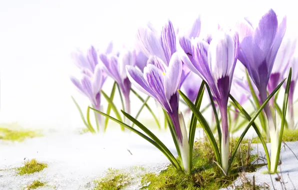 Picture snow, flowers, moss, spring, crocuses, primroses, spring flowers