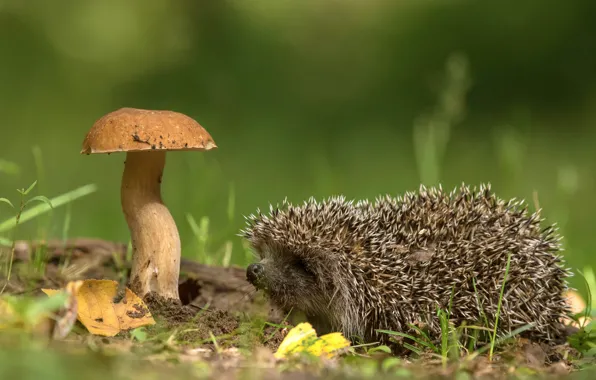 Nature, mushroom, hedgehog, Andrey Kiselev