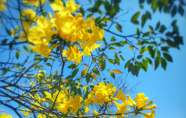 The sky, flowers, tree, branch