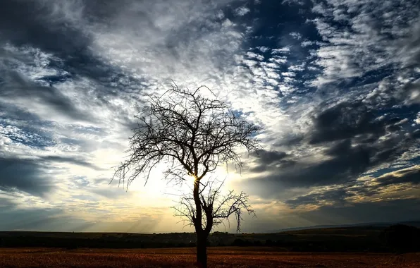 Landscape, branches, tree, cloud. the sky