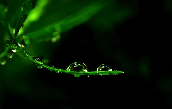 The dark background, plant, water drops