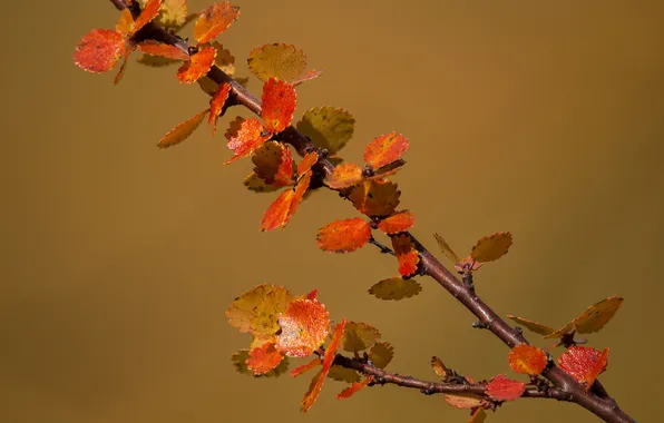 Autumn, leaves, branch