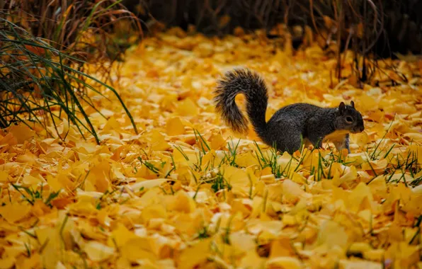 Autumn, yellow, protein, grey, falling leaves, autumn leaves