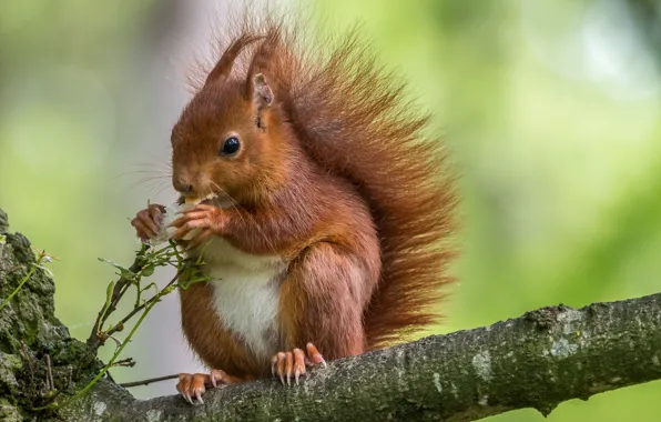 Nature, background, protein