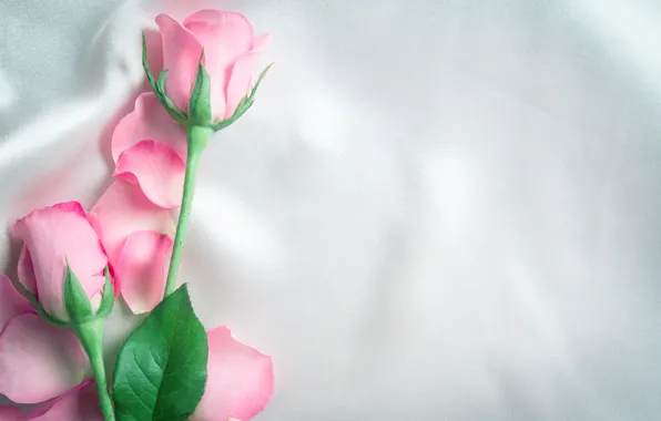 Picture flowers, roses, petals, silk, pink, buds, fresh, pink
