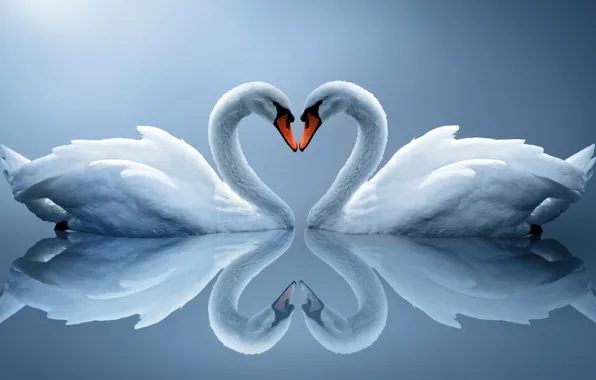 Picture reflection, bird, Swan, neck
