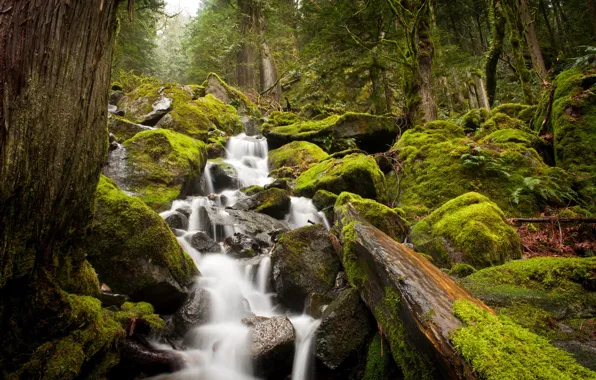 Forest, stream, stones, moss, fern