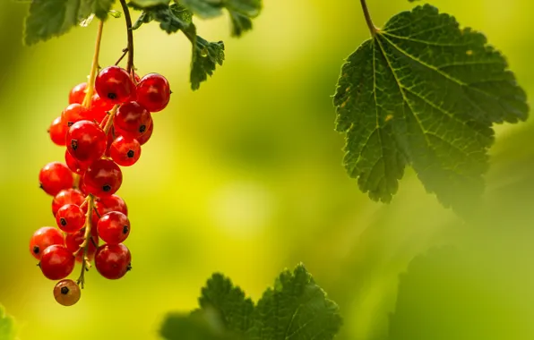 Picture summer, red, The evening light, red currant