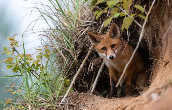 Picture grass, look, leaves, branches, nature, Nora, Fox, bokeh