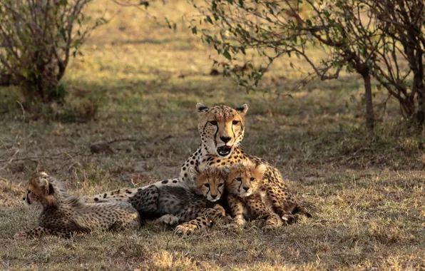 Kenia, The Maasai Mara, Cheetah with cubs