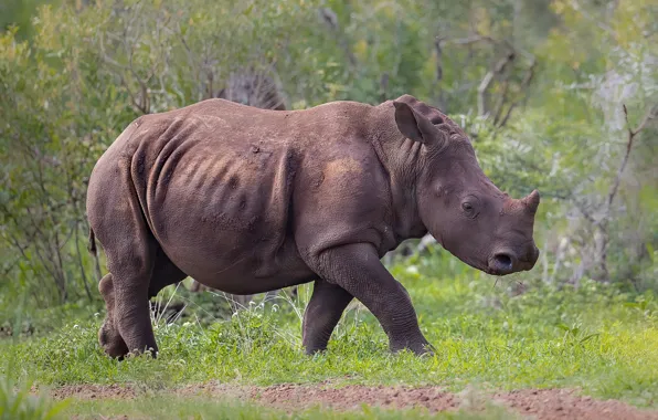 Nature, baby, walk, Rhino, cub