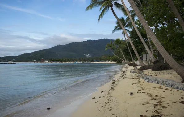 Sand, sea, beach, summer, the sky, the sun, palm trees, shore