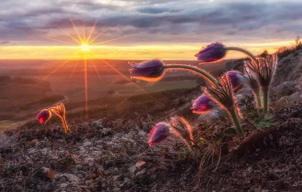Flower, sunset, plant