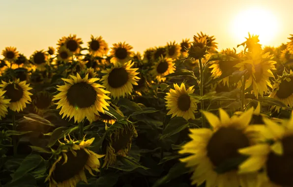 Picture field, the sky, the sun, light, sunflowers, sunset, yellow, a lot