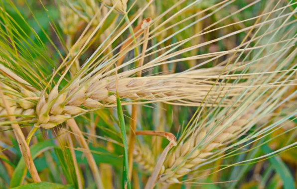Picture nature, plant, ears