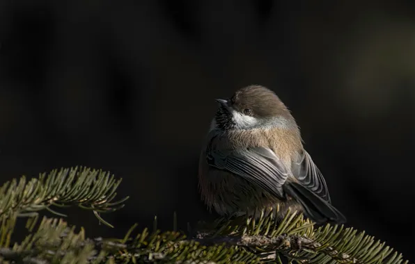 Branches, the dark background, bird, needles, tit, forest atricapillus