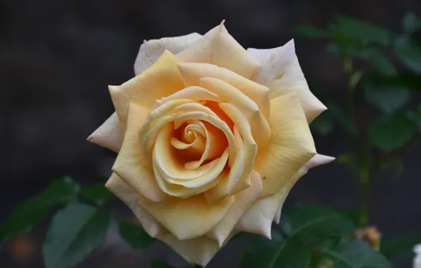 Leaves, macro, rose, Bud, yellow, cream, pale yellow