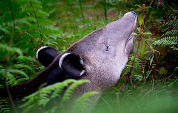 Face, leaves, branches, looking up, meal, tapir