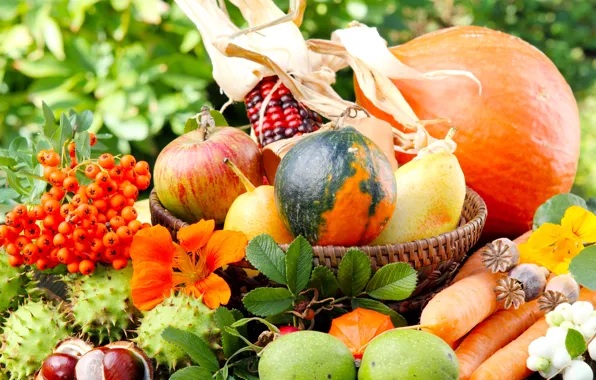 Picture greens, autumn, flowers, nature, apples, Mac, corn, pumpkin