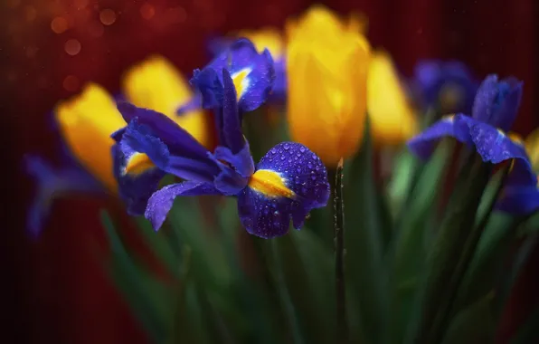 Picture water, drops, macro, flowers, petals, tulips, irises, bokeh