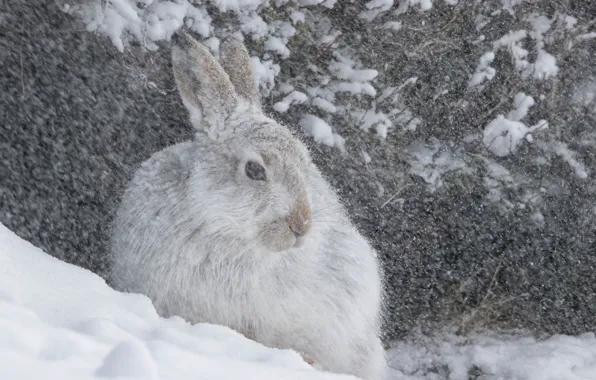 NATURE, SNOW, WINTER, HARE