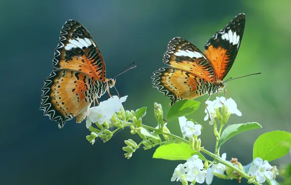 Butterfly, flowers, macro, wings, beautiful, closeup