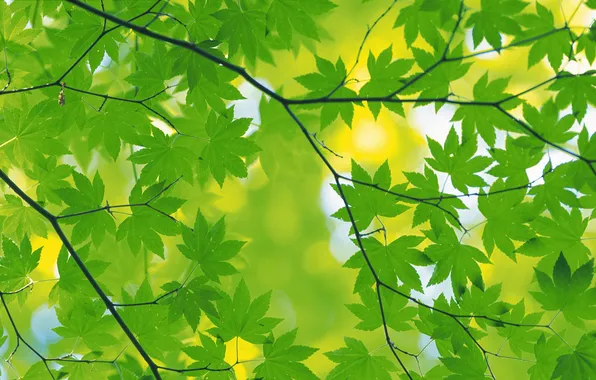 Summer, leaves, green, leaves