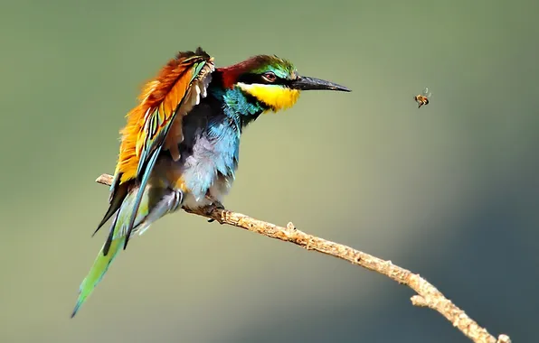 Nature, fly, bird, color, beak, hunting