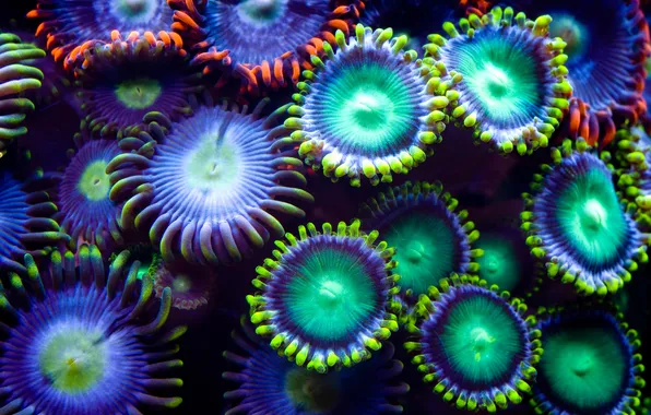 Picture quirkiness, colorful, underwater plants