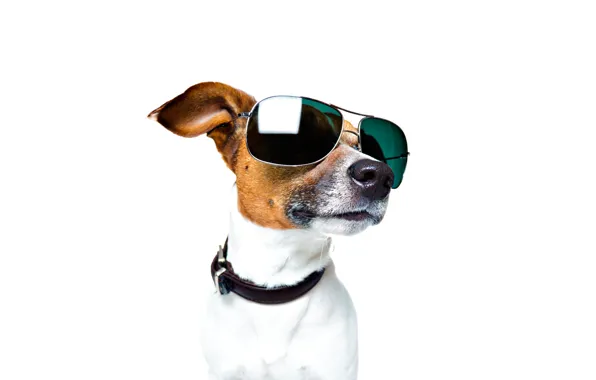 Face, portrait, glasses, white background, collar, Jack Russell Terrier