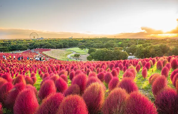 Field, the sky, people, Asia, shrubs, tourists, kohiya